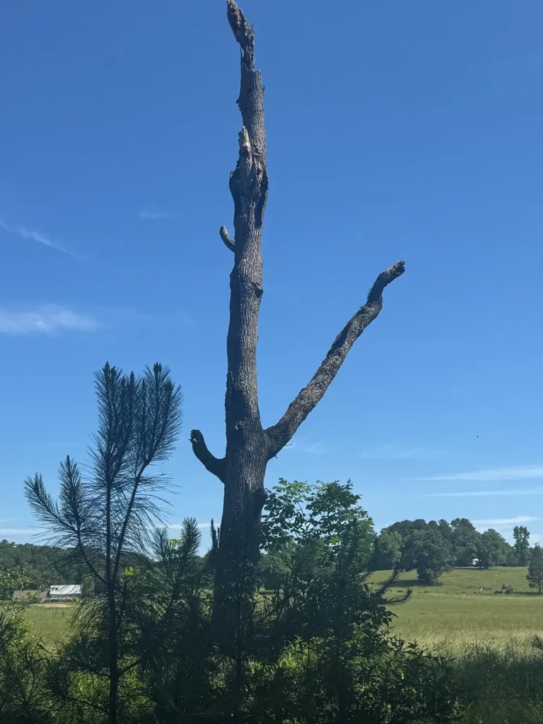 A prominent, tall dead tree with several broken branches stands starkly against a clear, bright blue sky. In the foreground, the darker silhouettes of smaller, leafy trees and bushes are visible. In the background, a green field extends to the horizon, dotted with more trees and a faint white structure, suggesting a rural or open landscape. The image conveys a sense of stillness and the cycle of nature.